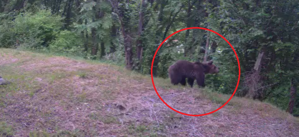 L’orso avvistato sulle Prealpi trevigiane, il sindaco: “Non è la prima volta”
